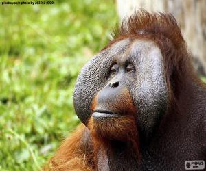 Puzzles de Cara de un Orangután macho rompecabezas para imprimir