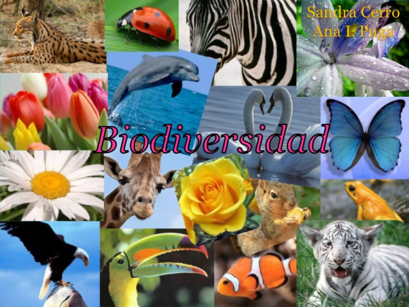 Puzzle De Biodiversidad Rompecabezas De