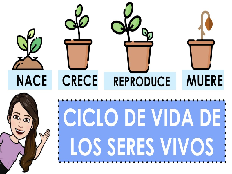 Puzzle De Ciclo De La Vida De Los Seres Vivos Rompecabezas De