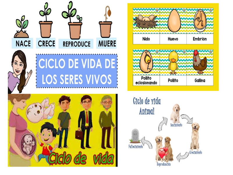 Puzzle De CICLO DE LOS SERES VIVOS Rompecabezas De