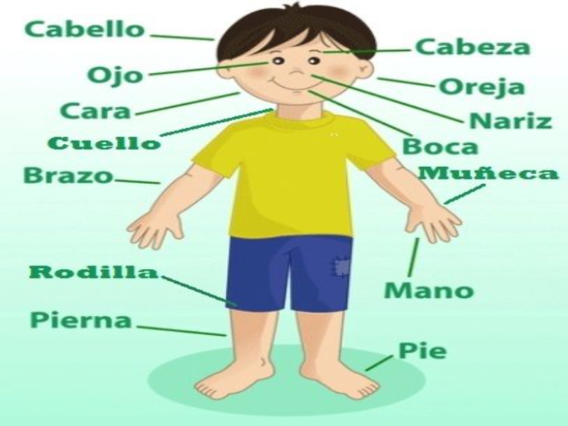 Puzzle De Cuerpo Humano Ni Os Rompecabezas De