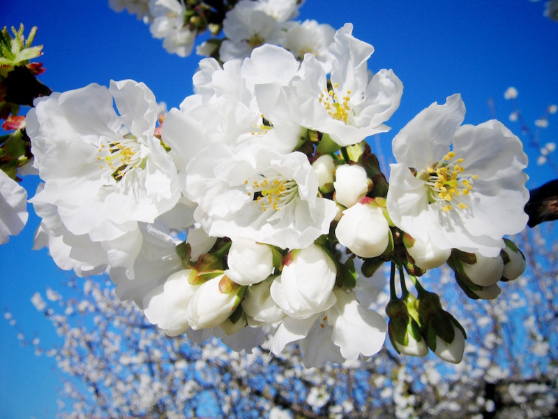 Puzzle De Flor Del Cerezo Rompecabezas De