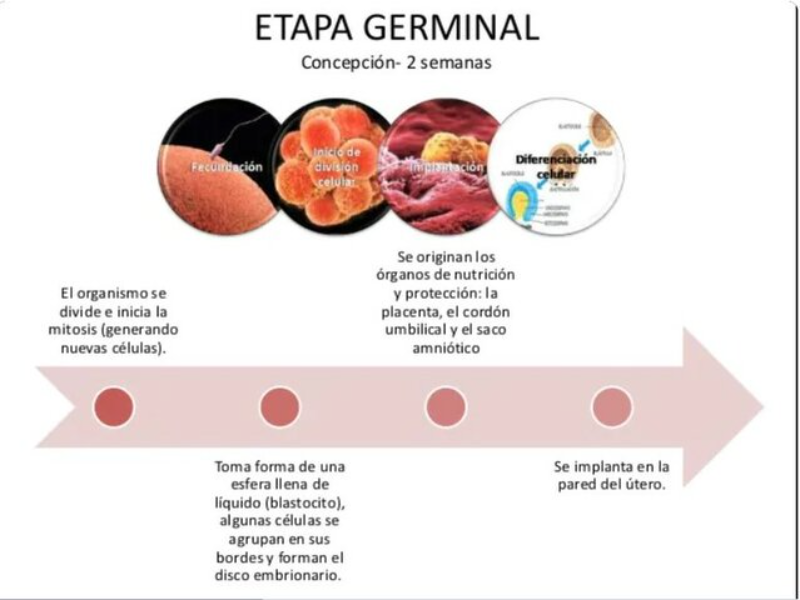 Puzzle de Germinal o Cigótica rompecabezas de