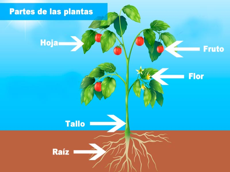 Puzzle De Las Partes De La Planta To Ipa Rompecabezas De