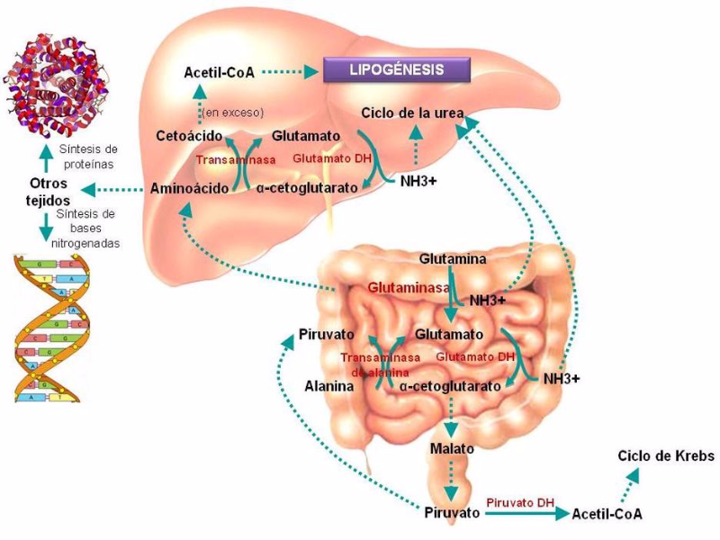 Puzzle De Metabolismo Proteinas Rompecabezas De