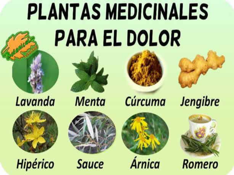 Plantas Medicinales Para Ninos Images And Photos Finder