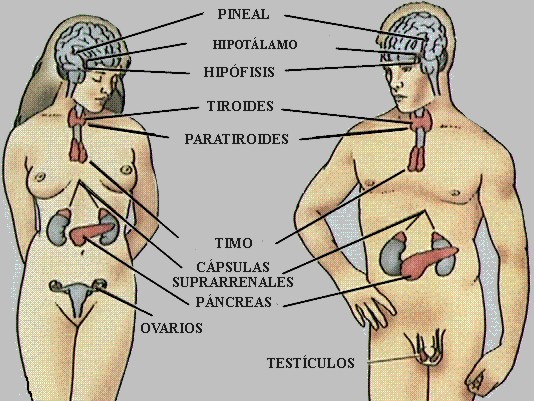 Puzzle De Sistema Endocrino Rompecabezas De