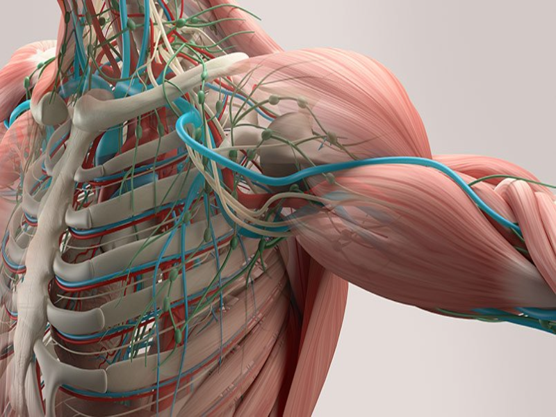 Puzzle de Sistema óseo muscular rompecabezas de