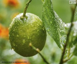 Puzzles de Un limón verde rompecabezas para imprimir