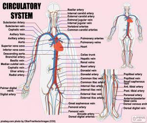 Juegos De Puzzles De Cuerpo Humano