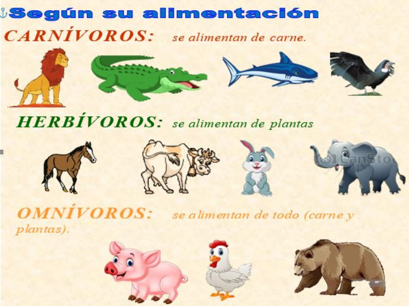 Puzzle De ANIMALES SEGÚN SU ALIMENTACIÓN , Rompecabezas De