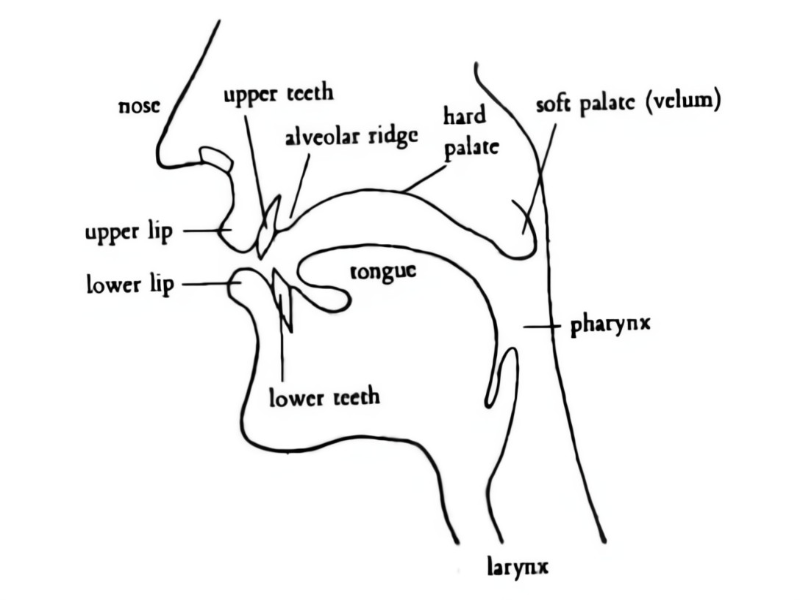 puzzle-de-articulators-above-the-larynx-rompecabezas-de