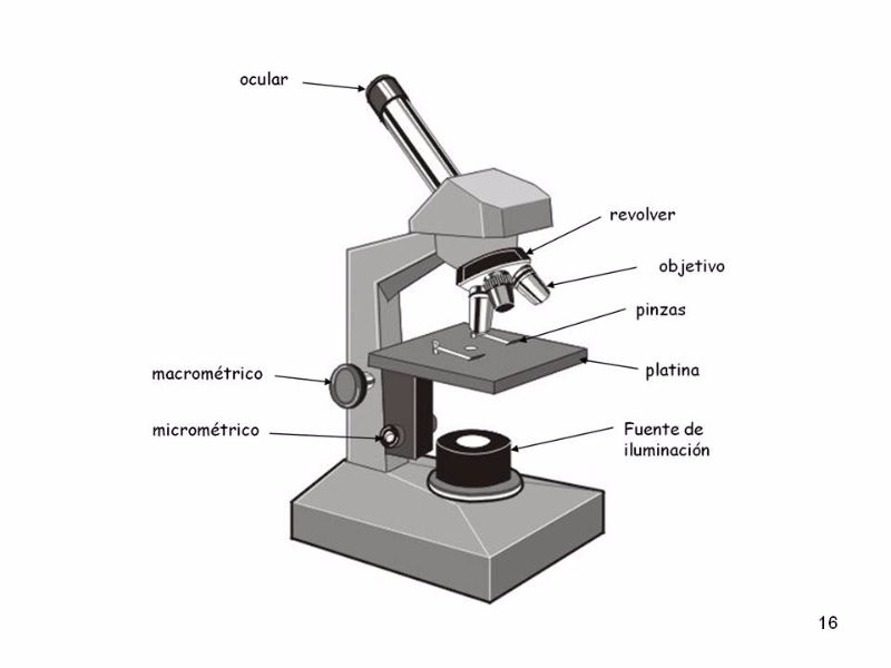 Устройство микроскопа картинка