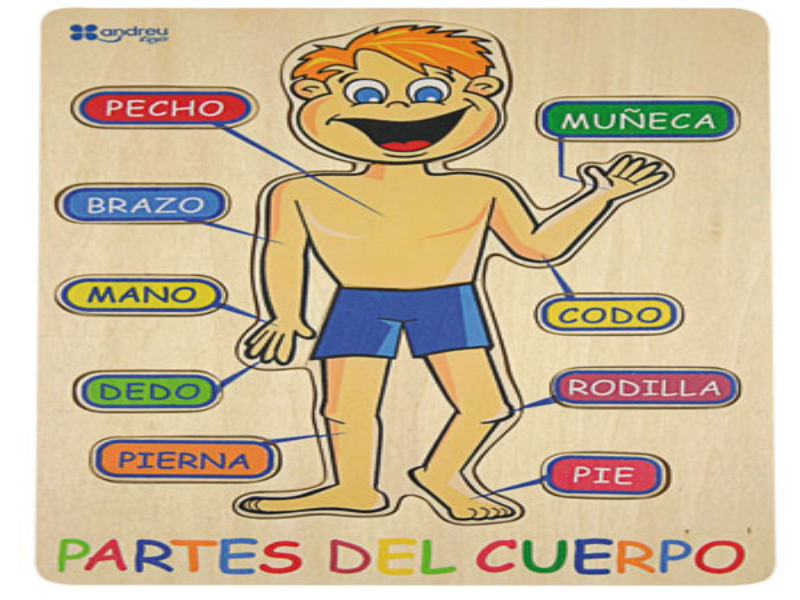 Partes del cuerpo online humano para niños rompecabezas