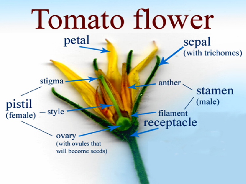 Строение томата растения. Строение цветка томата схема. Строение цветка томата опыление. Цветок томата в разрезе. Пестик цветка.