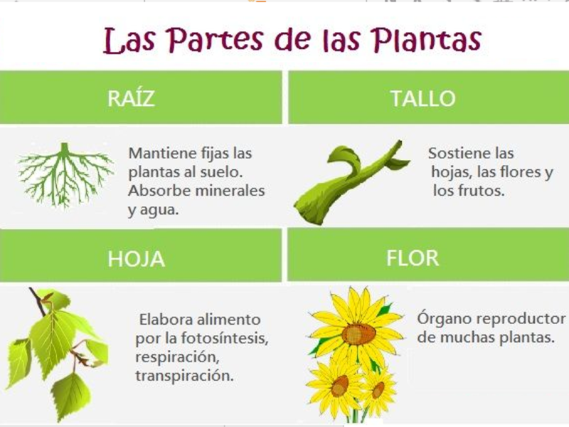 Para las. Sanguinem planta illius Laqueo, et medicina imbrem tektonik..