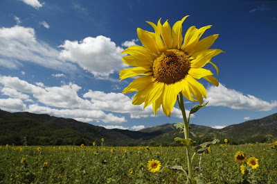 Puzzle de girasol para imprimir , rompecabezas de