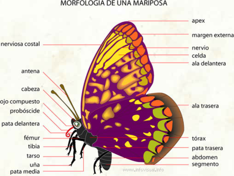 Missy Mariposa