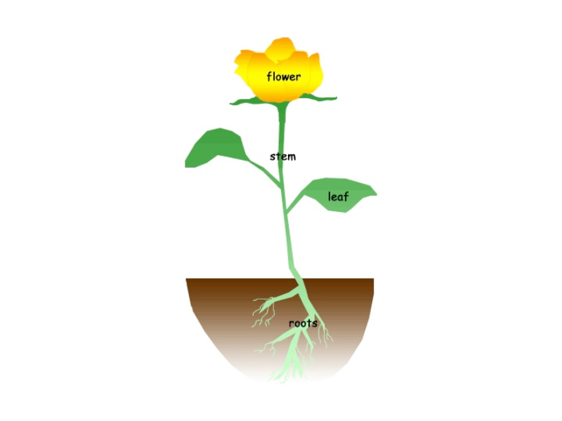 A flower is a plant. Стебель цветка. Стебли цветов. Цветок с корнем. Parts of a Plant.