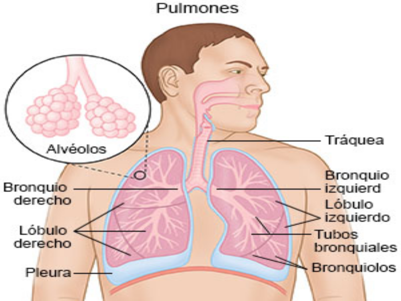 Puzzle de recorta los pulmones , rompecabezas de