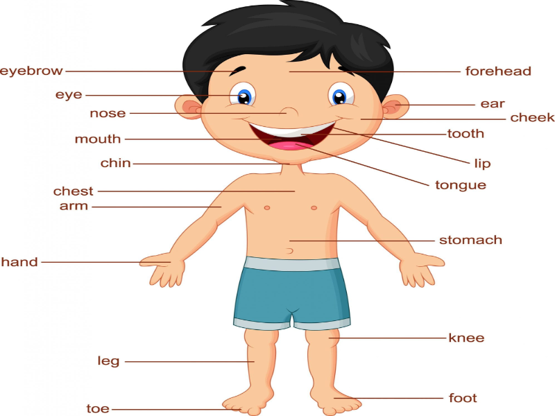 Body parts video. Лицо (часть тела). Body Parts. Body Parts in French. Human body Parts.