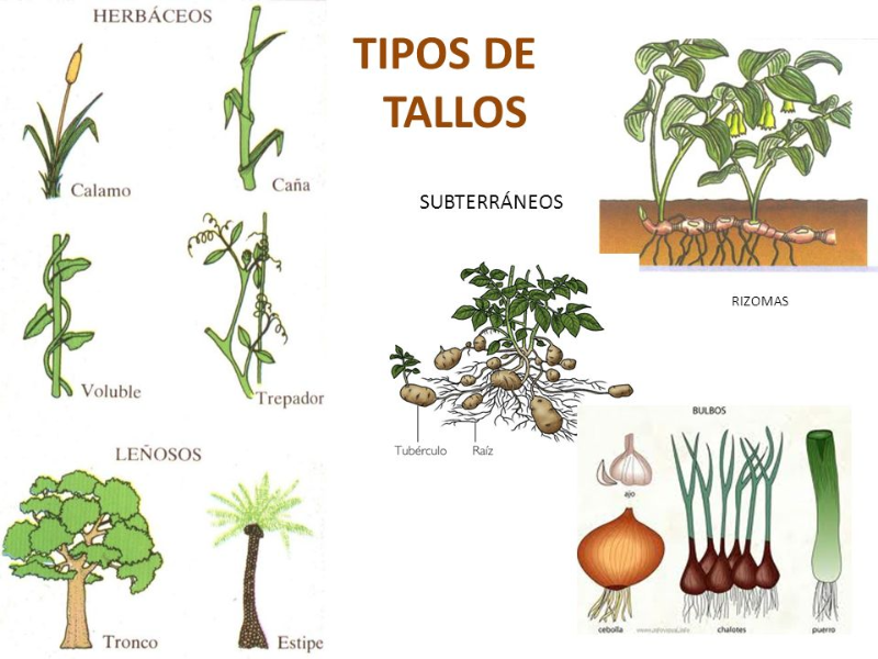 Tipos De Tallos Science And Nature Ccnn Herbs 2794