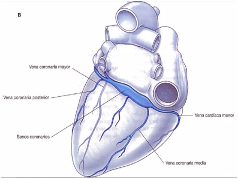 Puzzle de UNE LAS PIEZAS DE ESTA IMAGEN Y CONOCE LAS VENAS DEL CORAZÓN rompecabezas de