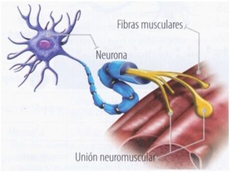 Puzzle De UNION NEUROMUSCULAR , Rompecabezas De